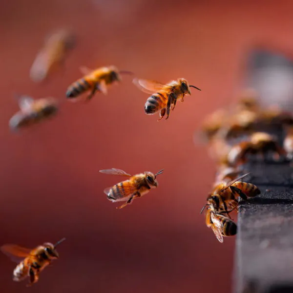 Bee Breeds: From Buckfast to Carniolan