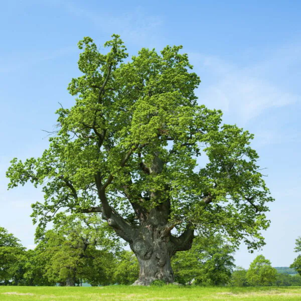 European vs American Oak Barrels: What’s the Difference?