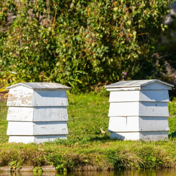 How to Care for a Beehive