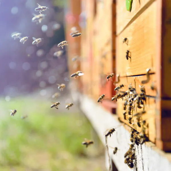 Understanding Hive Systems — National, Langstroth, WBC and More